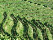 vineyard-nature-green-485172.jpg