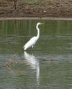 great-egret-ardea-alba-egret-bird-745867.jpg