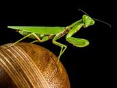 praying-mantis-fishing-locust-green-220987.jpg