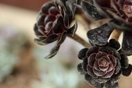 succulents-flower-plant-garden-939919.jpg