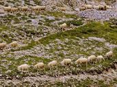 flock-row-grass-animal-sheep-1576610.jpg