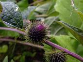 thistle-weed-flower-garden-nature-56503.jpg