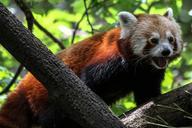 panda-ailurus-fulgens-red-panda-471837.jpg