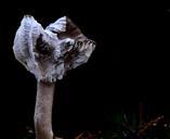 mushroom-forest-fungal-species-1032588.jpg