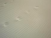 north-sea-beach-sand-footprints-127014.jpg