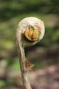 ferns-fiddlehead-roll-out-328999.jpg