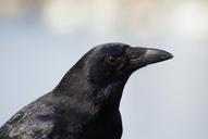 raven-bird-black-501528.jpg