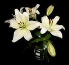 lilies-flowers-bouquet-white-632997.jpg