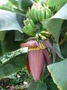 banana-tree-bananas-shrub-358458.jpg