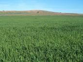 barley-field-daganzo-madrid-spain-734590.jpg