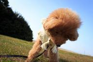 dog-poodle-pet-puppy-654507.jpg