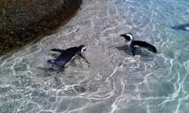 penguins-birds-water-289757.jpg