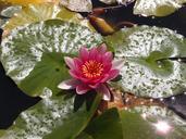 water-lily-lily-pond-water-nature-539077.jpg