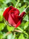 red-rose-rose-flower-red-397061.jpg