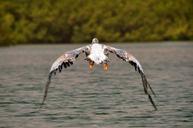 pelican-bird-flight-africa-nature-627663.jpg