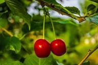 cherries-fruit-summer-954400.jpg