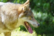 wolf-predator-european-wolf-mammal-1504420.jpg