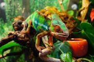 chameleon-colorful-yemen-chameleon-226287.jpg