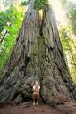 sequoia-redwood-giant-redwood-274156.jpg