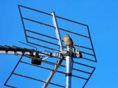 sparrow-sky-antenna-freedom-992777.jpg