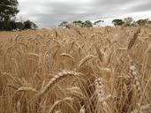 wheat-wheat-field-cereal-landscape-276516.jpg