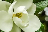 magnolia-flower-magnolia-tree-1113663.jpg