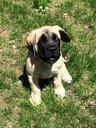 puppy-english-mastiff-dog-cute-481230.jpg