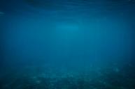 underwater-blue-ocean-sea-diving-802092.jpg