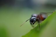 ant-pine-teeth-macro-insect-leaf-807262.jpg