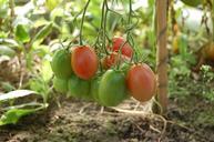 tomatoes-vegetables-tomato-food-950723.jpg