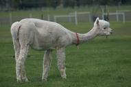 alpaca-alpaca-farm-central-oregon-701816.jpg