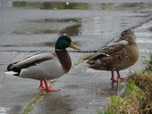 duck-pair-of-ducks-pair-bird-1705959.jpg