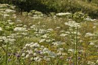 wildflowers-hogweed-weed-milfoil-296371.jpg