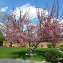 cherry-blossoms-tree-pink-blooms-880093.jpg