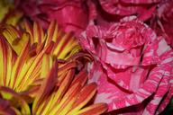 wildflowers-macro-flowers-roses-191858.jpg