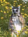 lemur-majunga-animal-animals-766109.jpg