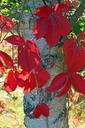 birch-leaves-late-summer-red-plant-68188.jpg