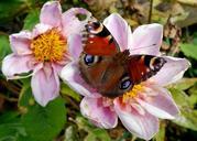 peacock-butterfly-butterfly-insect-455147.jpg