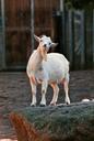 goat-bart-zoo-goatee-animal-world-1002648.jpg