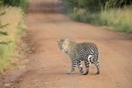 leopard-safari-wildcat-big-cat-336604.jpg