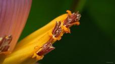 banana-tree-flower-banana-flower-252306.jpg