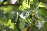 apple-tree-leaves-plant-branch-71076.jpg