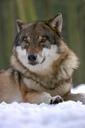 wolf-zoo-canis-lupus-canine-mammal-725381.jpg