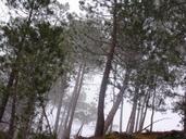 tree-forest-undergrowth-mist-1166429.jpg