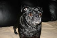 dog-black-pet-pug-animal-canine-105061.jpg