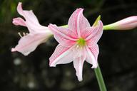 lily-blossom-bloom-flower-nature-1027944.jpg