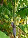 banana-tree-banana-banana-shrub-64735.jpg