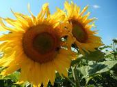 sunflowers-sun-nature-summer-388991.jpg