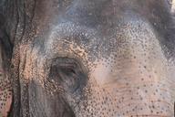 eye-elephant-ruesseltier-proboscis-409083.jpg