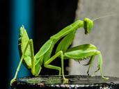 praying-mantis-fishing-locust-green-190189.jpg